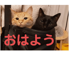 [LINEスタンプ] コムギヤマトト