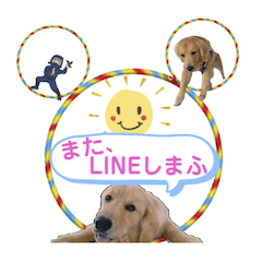 [LINEスタンプ] びすけ物語ゴールデンレトリバー／sep29