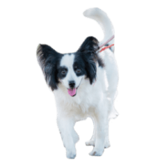 [LINEスタンプ] 我が家のちこちゃん犬