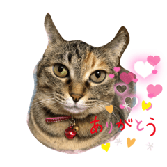 [LINEスタンプ] あんずちゃん パート3