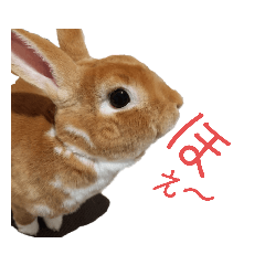 [LINEスタンプ] うさぎのめい3