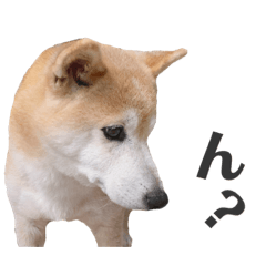 [LINEスタンプ] わが家の柴わんこ10.
