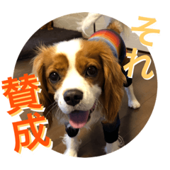 [LINEスタンプ] 可愛いキャバリア お約束編