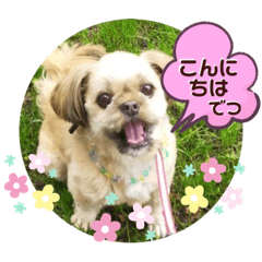 [LINEスタンプ] ミックス犬チワシーの挨拶スタンプ