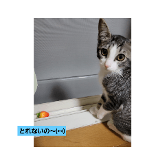 [LINEスタンプ] 愛猫  ラムネの1日❣️