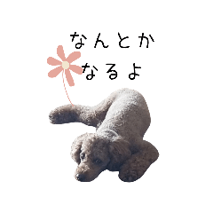 [LINEスタンプ] トイプードル コットちゃん 3