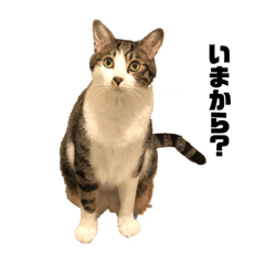 [LINEスタンプ] よく寝る寝この歌丸。