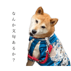 [LINEスタンプ] 生意気柴犬よつばくんの画像（メイン）
