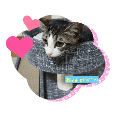 [LINEスタンプ] 愛猫❤  ラムネの1日第2弾！！