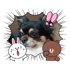 [LINEスタンプ] くうのスタンプリメイク