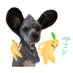 [LINEスタンプ] モヒカン犬ちびロアとバナーナ1