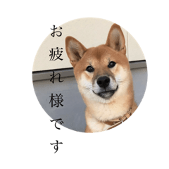 [LINEスタンプ] ぼくも犬(柴犬)スタンプ