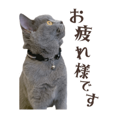 [LINEスタンプ] ブリティッシュショートヘアちゃんのお仕事
