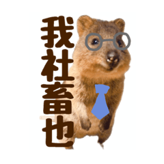 [LINEスタンプ] 働くクオッカワラビーの1週間