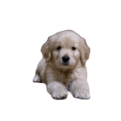 [LINEスタンプ] ゴールデンレトリバーのヴィッキー⑥