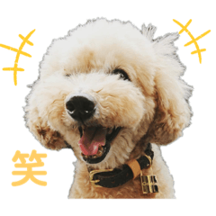 [LINEスタンプ] いつもゲンキ