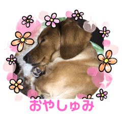 [LINEスタンプ] ダックス多めワンコ達