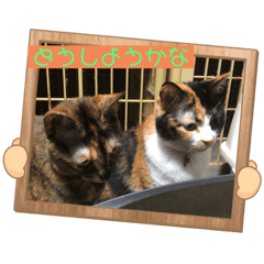 [LINEスタンプ] にゃんこの日常パート6