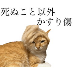 [LINEスタンプ] アイドルねこちゃん①
