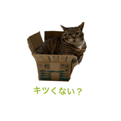 [LINEスタンプ] はこいりムスメ