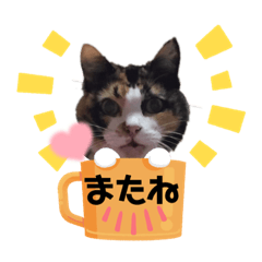 [LINEスタンプ] tocco/vol.38/愛猫らぶしゃん♡