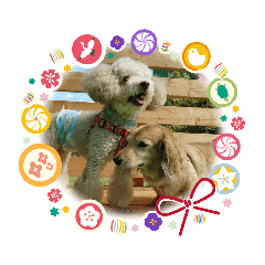 [LINEスタンプ] わんこスタンプ ダックス＆トイプー