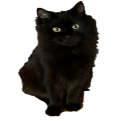 [LINEスタンプ] 黒猫のあ のスタンプ 2の画像（メイン）