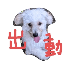 [LINEスタンプ] 元気なDOG✨Part2（pinky）