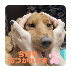 [LINEスタンプ] 成毛家のビクターくん2