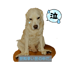 [LINEスタンプ] oh my beagle！！