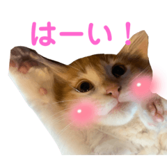 [LINEスタンプ] アンディとペロとクロちゃん