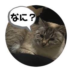 [LINEスタンプ] サチとオーレ