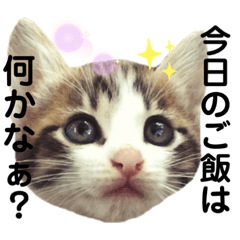 [LINEスタンプ] 猫のぐりの使い勝手の良いような悪いような