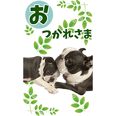 [LINEスタンプ] ボストンテリア レイニとバトン