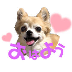 [LINEスタンプ] チワワのポポさん2