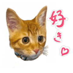 [LINEスタンプ] 可愛い M cats その2