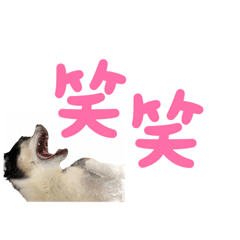 [LINEスタンプ] チワワのめいちゃん 第2弾
