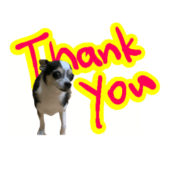 [LINEスタンプ] チワワのめい