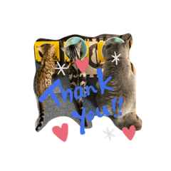 [LINEスタンプ] 我が家の仲間、猫's