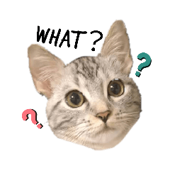 [LINEスタンプ] タレ目猫 小春さん 2