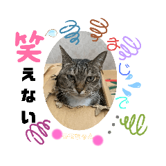 [LINEスタンプ] ワン太くんと仲良し猫ちゃんたち