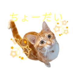 [LINEスタンプ] 猫(こはく)のスタンプ