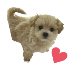[LINEスタンプ] マルプー写真スタンプ