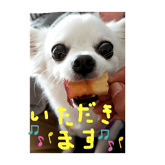 [LINEスタンプ] チワワのこたスタンプ