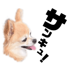 [LINEスタンプ] チワワのポポさん3