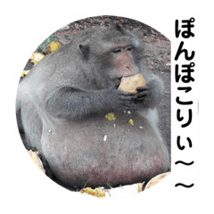 [LINEスタンプ] ぽりねしあん