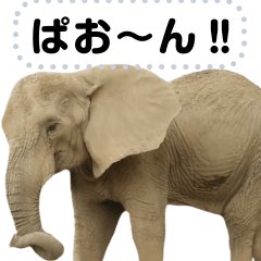 [LINEスタンプ] ゾウ！ぞう！象！の日常メッセージスタンプの画像（メイン）