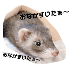 [LINEスタンプ] フェレットるぅの画像（メイン）