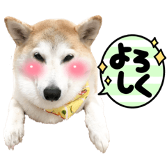 [LINEスタンプ] 柴犬と猫④