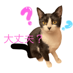 [LINEスタンプ] ハチワレスタンプ 〜りりちゃん〜